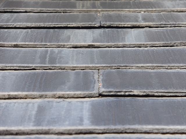 カラーベストの苔